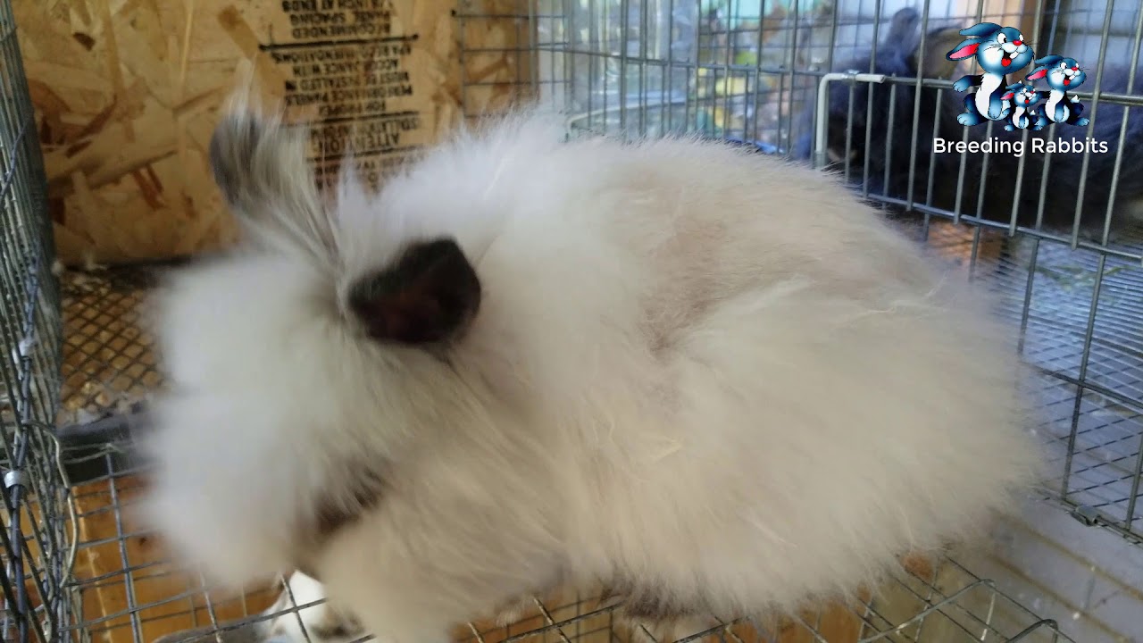 Breeding rabbits Baby Lionhead Oreo Doe 