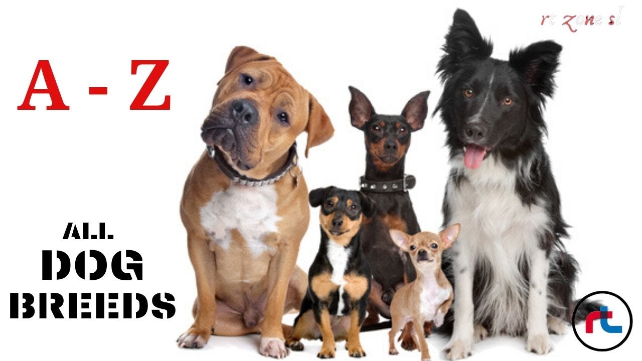 types of dogs a to z