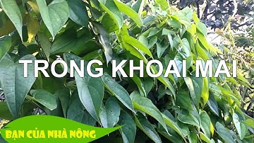 Làm giàu từ việc trồng cây khoai mài thương phẩm