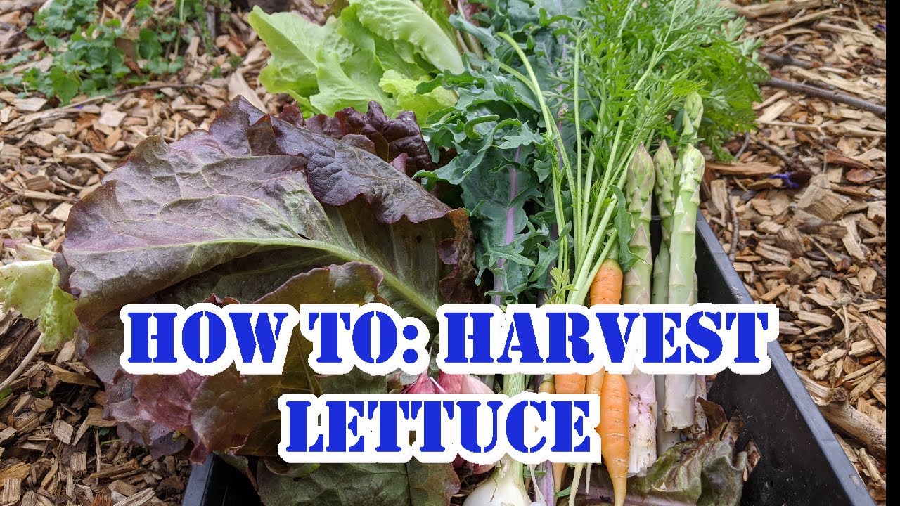 How To Harvest Lettuce to Prevent Bolting - YouTube