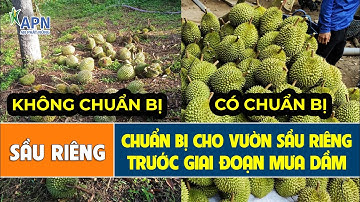 APN – HỎI ĐÁP | CHUẨN BỊ CHO VƯỜN SẦU RIÊNG TRƯỚC GIAI ĐOẠN MƯA DẦM