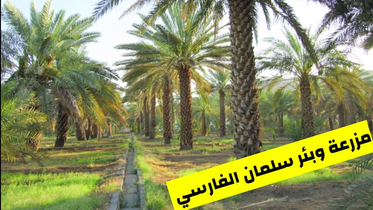 معالم المدينة المنورة 🇸🇦 مزرعة وبئر الصحابي سلمان الفارسي | غرس فيها الرسول ﷺ 300 نخلة 🌴