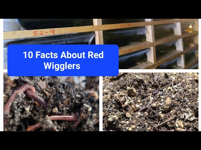 10 Facts About Red Wigglers to Help Improve Your Worm Farm 
