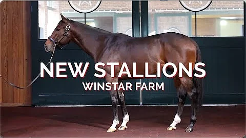 Meet WinStar's Three New Grade I-Winning Stallions