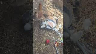 Mama Hen and Her Adorable Chicks Enjoy Fresh Water 🐔🐥💧
