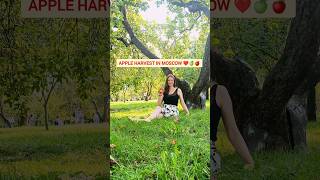 Life in Moscow Russia 2023 | Apple harvest in Kolomenskoye park Moscow | Summer in Russia 2023