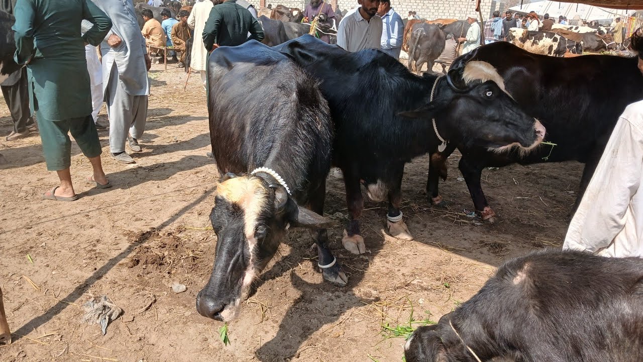 Gujarat Mandi Punjabivlog9l3l2026