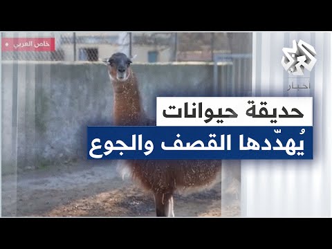 فيديو: ما الحيوانات التي فعلها أرتميس هانت؟