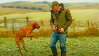 Labrador Puppy Training series