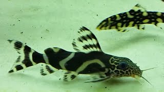 Synodontis Ornatipinnis - Short Intro Hd 1080P