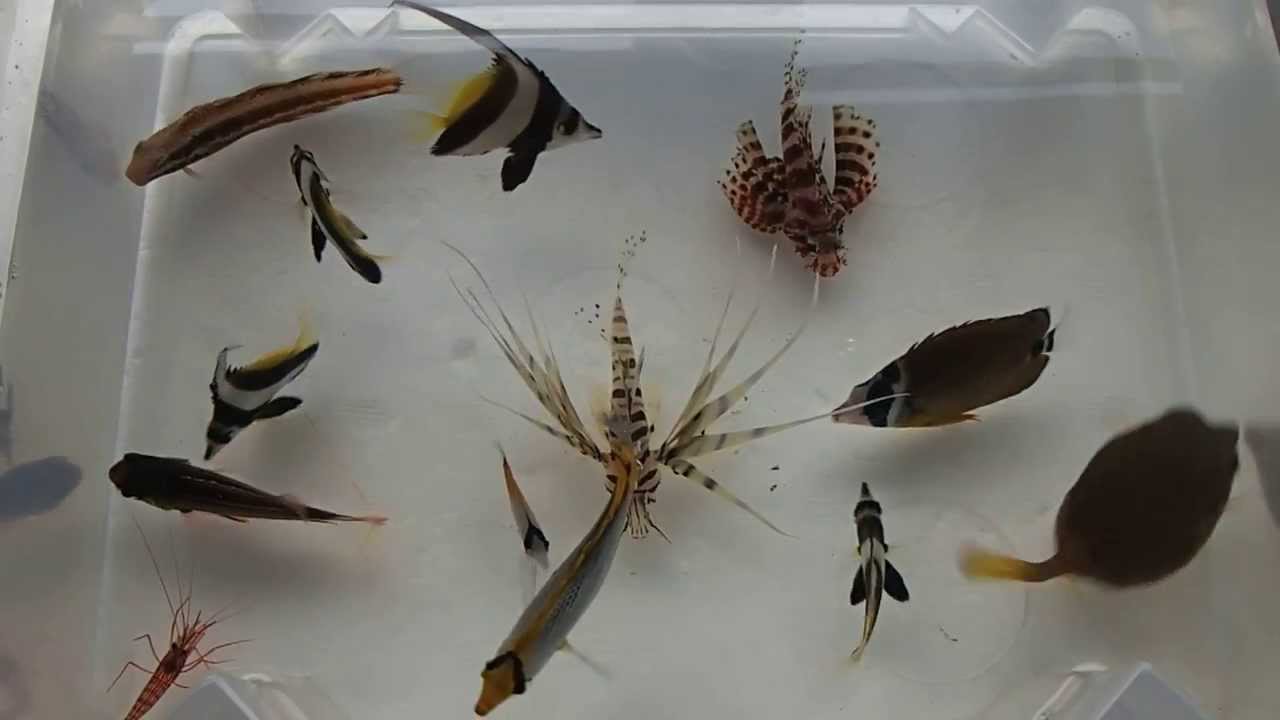 13年11月9日easy Top 浜名湖 熱帯魚採集 海水魚 死滅回遊 乱獲日記 12回目 ハタタテ チョウチョ ハコフグ Youtube