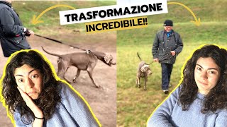 Come insegnare in modo efficace al cane a camminare a fianco a te.