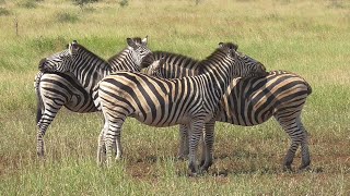 SOUTH AFRICA Burchell&#39;s Zebra (3) (Kruger national park)