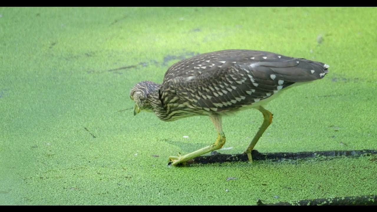 night heron trying to catch fish, fish fleeing Nachteiher versucht