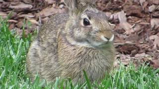 bunny.mp4