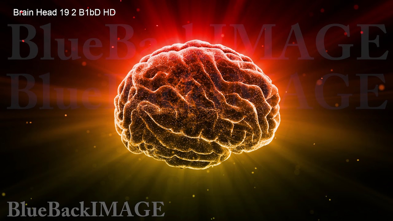 Brain Head anatomy human body idea mind D1bW 