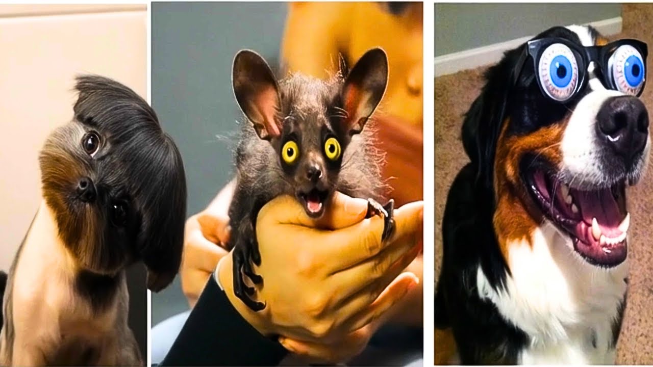 These Animals Are NOT Ready For Their Own Moments 😂 