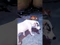 DON'T IGNORE SPEECHLESS ANIMALS WHEN THEY COME TO YOU #animalawareness#worldanimalprotection#dog