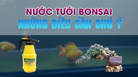 Nước tưới cho cây bonsai và những điều cần chú ý | Kinh nghiệm bản thân