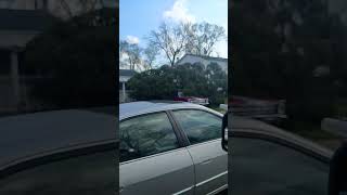 Tree falls on classic car