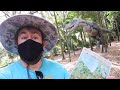 Dinosaur Invasion at Leu Gardens in Orlando Florida - 2021 Event Full Walk Thru / Prehistoric Fun