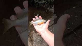 #viral #fishing #bassfishing #foryou #creekfishing #fish #outdoors #fishingvideo #fishvideo #bass