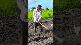 Cows plowing farmers' planting Java Potato #video #4k