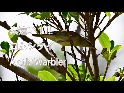 【素速い！！】コムシクイ Arctic Warbler（BGM：シロガシラ鳴き声）