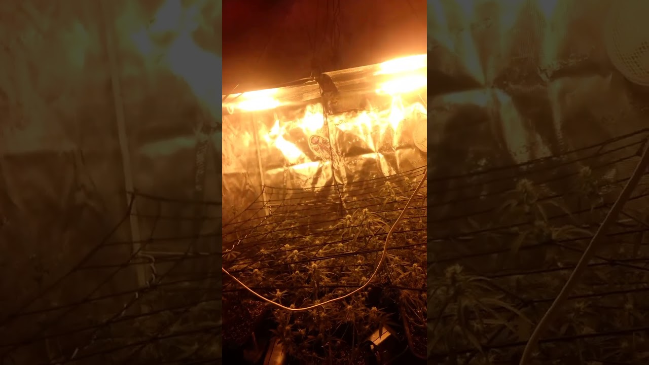 X2 600w hps 4/4 grow