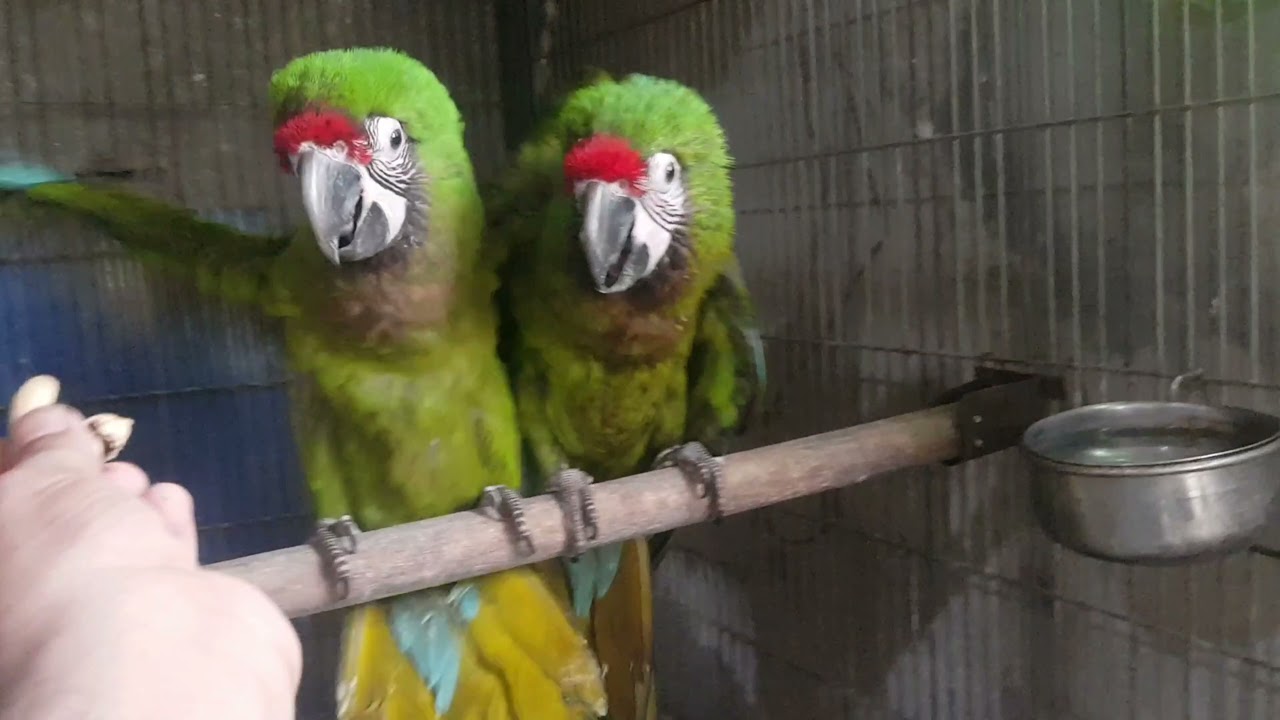 Military Macaw Dna Sex Pair Full Hand Tame Youtube