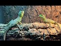 Los nuevos reptiles del canal basilisco verde (Basiliscus plumifrons)