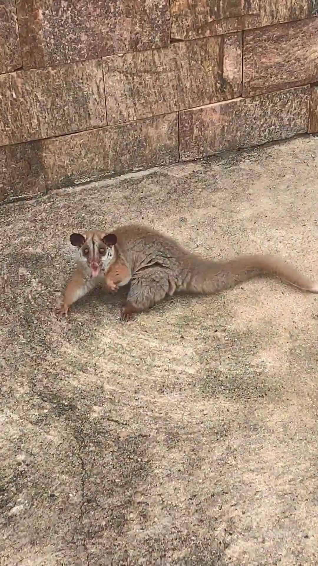 Fiesty Little Possum is Ready to Throw Hands || ViralHog
