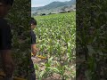 Young Corn Field Cultivation and Soil Maintenance in Early Growth Stage