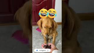 Cute and Funny Pets of Tiktok 2021 | TRY NOT TO LAUGH!!