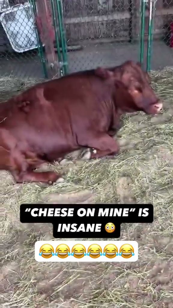 She called the cow “Hamburger” ????