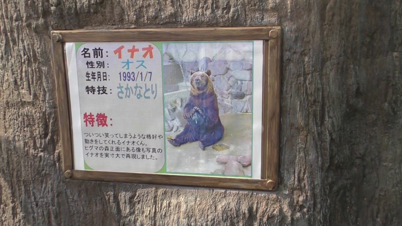 ヒグマのイナオ君 ヒグマの森 どきどきストリート 東武動物公園に行ってきました 18年5月27日 Youtube ヒグマのイナオ君 ヒグマの森 どきどきストリート 東武動物公園に行ってきました 18年5月27日 Youtube