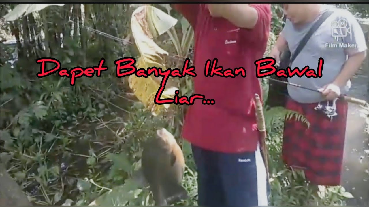 Mancing Ikan Bawal di Empang Rawa 