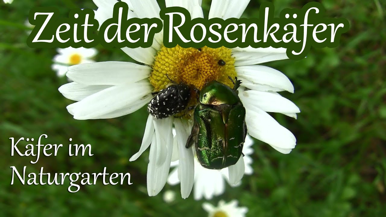 Zeit der Rosenkäfer | Käfer im Naturgarten