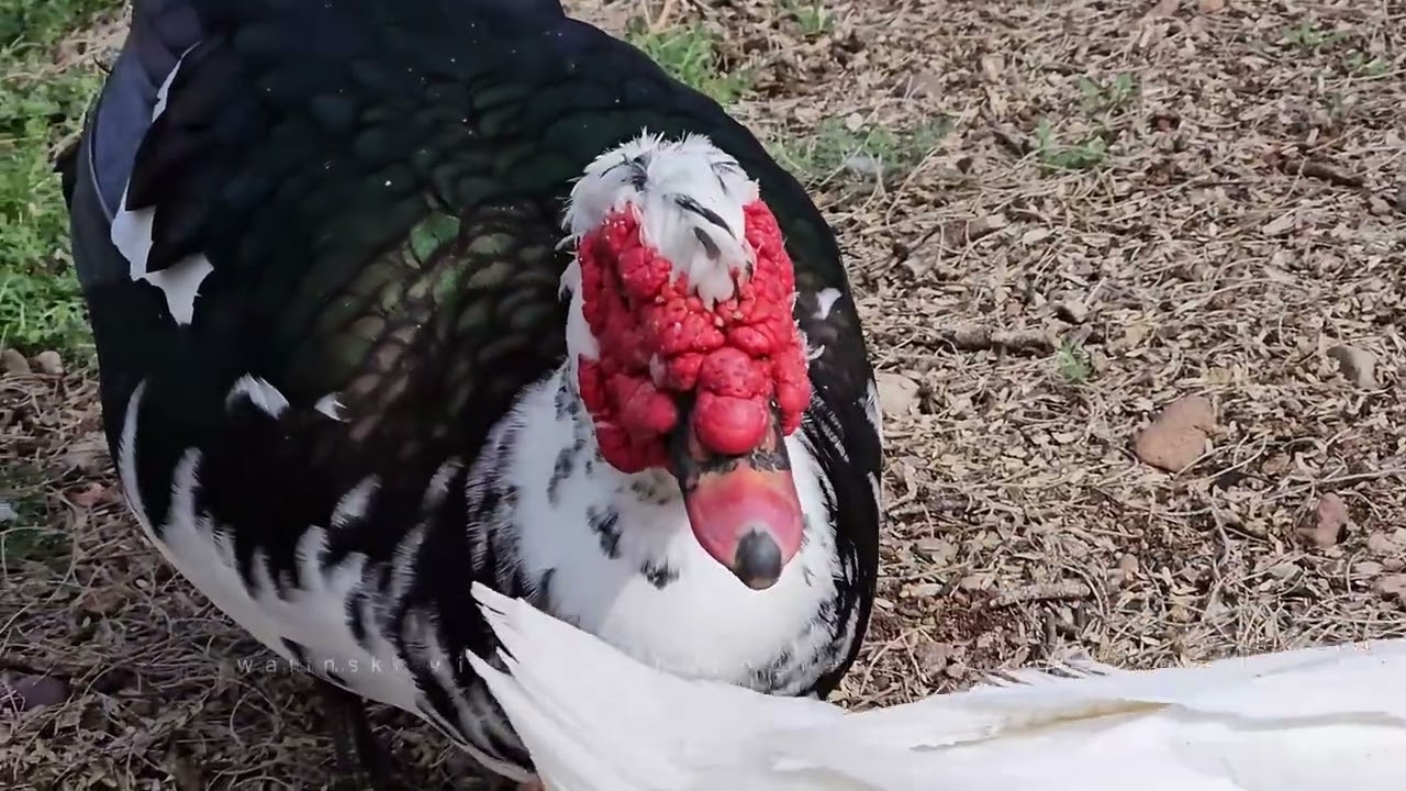 Variety Of Ducks #ducks #wildlife #wildducks #wildanimals #birdswatching #birds #birdlife #azwild