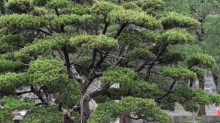 507打坐時出現幻境,該怎麼辦?《惟覺法師》【聽經閣】