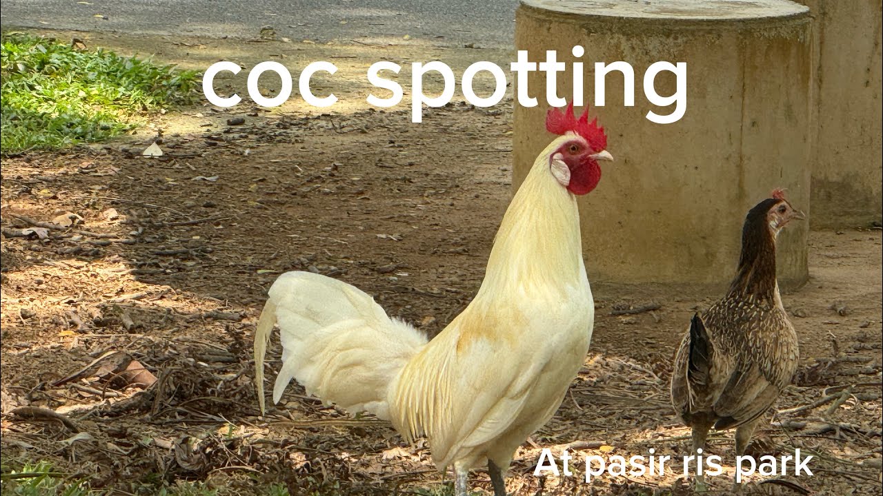 Coc spotting at pasir ris park! [200 sub special vid 1]