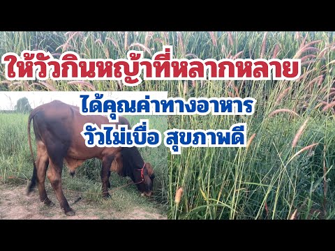 ข้อดีของการให้อาหารวัวที่หลากห วัวดื้อ ต้องระวัง