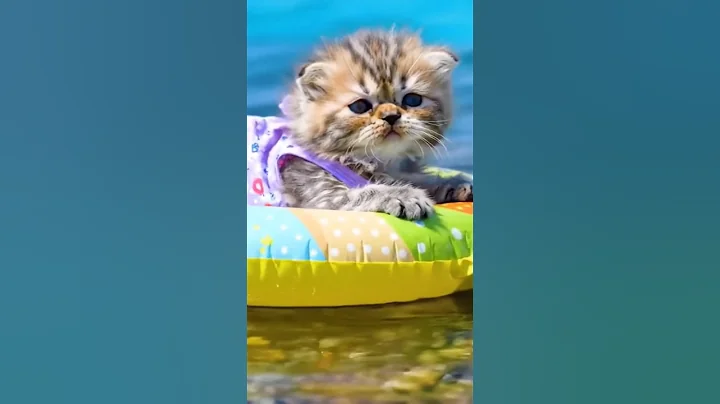 Video 9646781: cat cute amazing funny, kitten enjoying