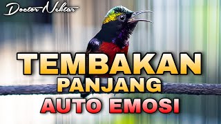 🔵KOLIBRI NINJA GACOR FULL ISIAN TEMBAKAN PANJANG AUDIO JERNIH COCOK BUAT PANCINGAN KONIN AUTO EMOSI