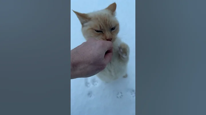 Video 3821361: cat snow leopard, cat meowing angry