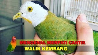 Mengenal Burung Walik Kembang - Merpati Hijau Yang Jarang Terlihat