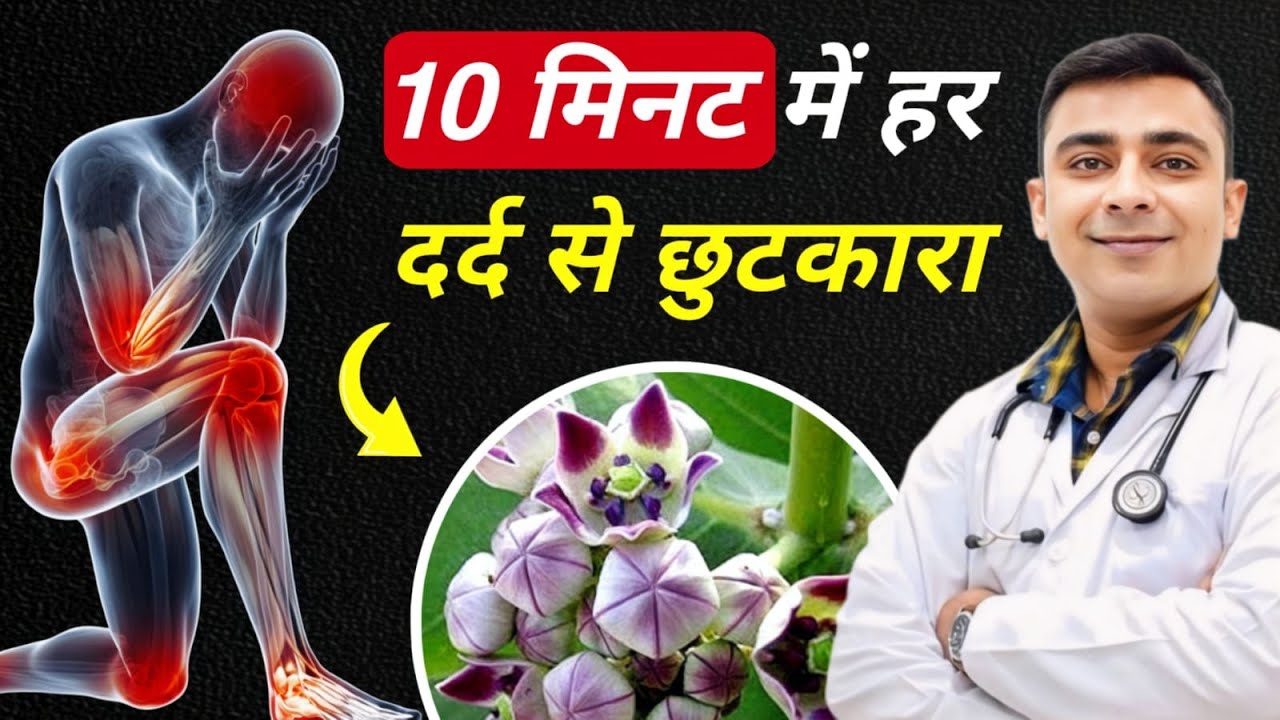 Aak के 2 पत्तों से दर्द का इलाज: घुटने, कमर और हाथ-पैर की समस्याएं