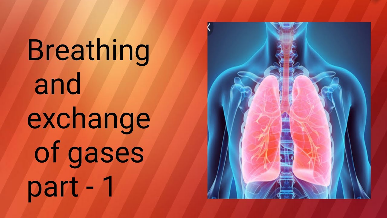 breathing of the exchange of gases a neet biologist that is most use