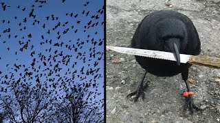 r/Legaladvice I Created a Crow Army