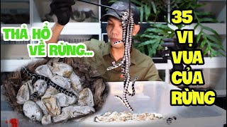 Thả 35 Con Rắn Hổ Chúa Con Về Rừng - Release 35 Baby King Cobras To The Forest